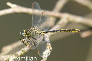 clubtail_01.JPG