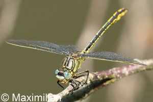 clubtail_02.JPG