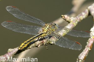 clubtail_03.JPG