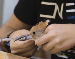 IMG_6421_Hoopoe_being_ringed copy.jpg