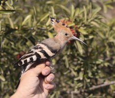 IMG_6454_Hoopoe_after_ringing copy.jpg