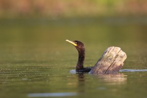 Double crested Cormorant  .jpg