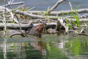 Green heron 1.jpg