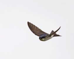 _09A8281-DxO_house_martin_flying_1SH-sm.jpg