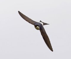 _09A8287-DxO_house_martin_flying_1_mouth_open_SH-sm.jpg