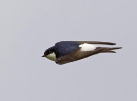 _09A8328-DxO_house_martin_flying_side_1_SH-sm.jpg