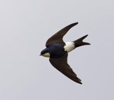 _09A8329-DxO_house_martin_flying_back_1_SH-sm.jpg