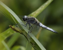 _09A8707-DxO_male_scarce_chaser_dragonfly.jpg