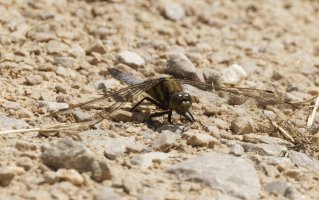 _09A8720-DxO_female_chaser_dragonfly.jpg