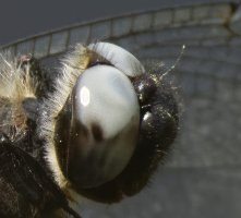 _09A8563-DxO_male_scarce_chaser_dragonfly_eye-lssm.jpg