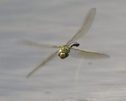 _09A8549-DxO_1000mm_female_emperor_dragonfly_flying-lssm.jpg