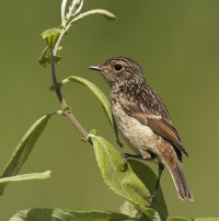 _09A8432-DxO_juvenile_stonechat.jpg