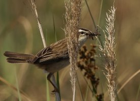 _09A8473-DxO_sedge_warbler+insects-_ls2.jpg