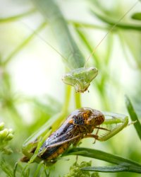 062021-Mantis-01.jpg