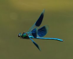 309A8771-DxO_banded_demoiselle_flying-lssm.jpg