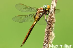 green_eyed_hawker_07.JPG