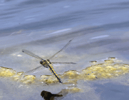 Blacktailed_skimmer_ovipositing_small.gif