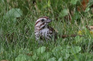 5D3_1999 cr song sparrow - Copy.jpg