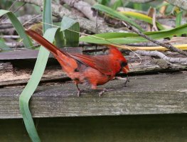 5D3_2172 cr cardinal 1 - Copy.jpg