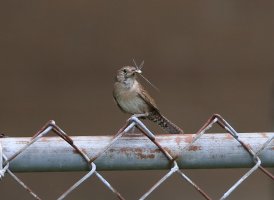 5D3_2266 cr house wren 1 cr - Copy.jpg