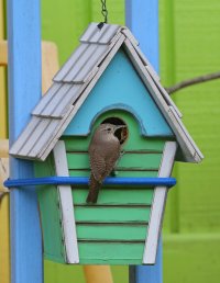 5D3_2072 cr house wren 3 - Copy.jpg