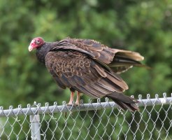 5D3_2393 cr turkey vulture 1 - Copy.jpg