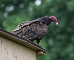 5D3_2314 cr turkey vulture 2 - Copy.jpg