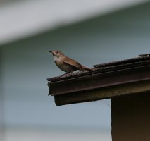 5D3_2232 cr house wren 4 crop - Copy.jpg