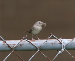 5D3_2211 cr house wren 2 - Copy.jpg