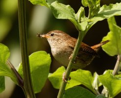 309A9365-DxO_wren+insects-2_00x.jpg