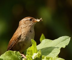309A9372-DxO_wren+insects-2_00x.jpg
