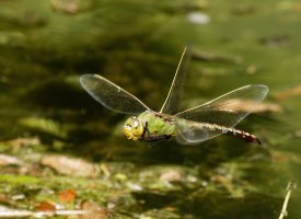 309A9353-DxO_female_emperor_dragonfly`````-flying-lssmjpg.jpg