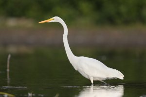 Great egret.jpg