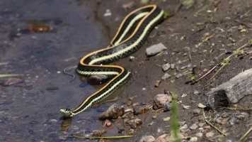 Garter Snake_s_1338.JPG