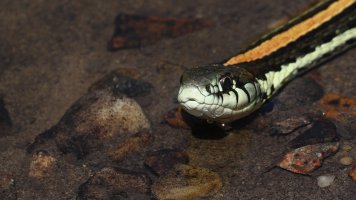 Garter Snake_s_1341.JPG