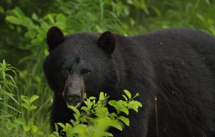 Black bear Nisga'a highway_1D4_s_18601.JPG