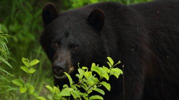 Black bear Nisga'a highway_1D4_s_18604.JPG