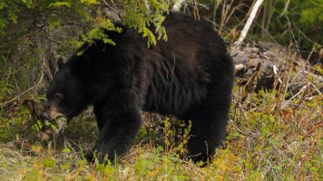 Black Bear_1D4_s_126211.JPG