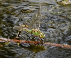 309A8920-DxO_500mm_female_emperor_dragonfly_ovipositing.jpg