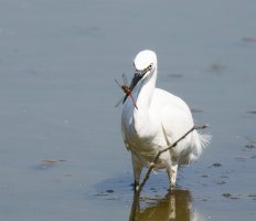 2U4A7403-DxO_little_egret+dragonfly_red_darter.jpg