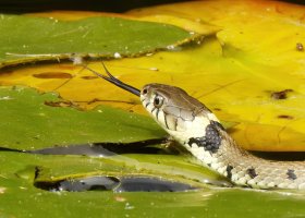 309A8984-DxO_600mm_grass_snake_head_forked_tongue_lssm.jpg