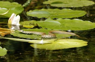 309A9024-DxO_500mm_grass_snake-lssm _small.jpg