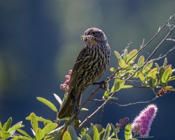 TriColored Blackbird (female) - K1A6525.jpg