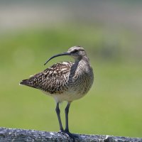 Numenius tahitiensis - Kioea 9_DxO.jpg