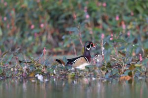Wood Ducks.jpg