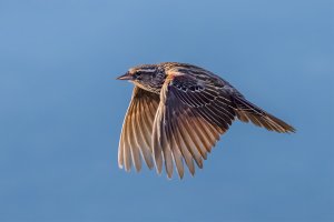 TriColored Blackbird (16x9) - K1A6908.jpg