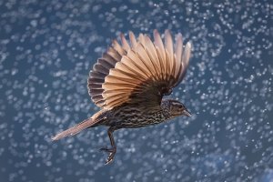 TriColored Blackbird (female) - K1A6923.jpg