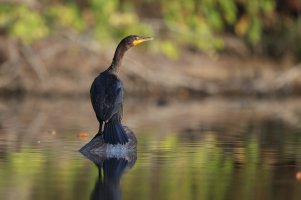 Double-crested Cormorant.jpg