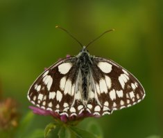 309A0126-DxO_500mm_marbled_white_butterfly.jpg