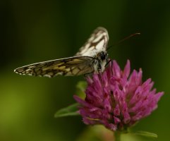 309A0144-DxO_500mm_marbled_white_butterfly.jpg